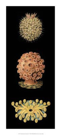 Kaleidoscope Anemone IV Print Kaleidoscope Anemone IV Print