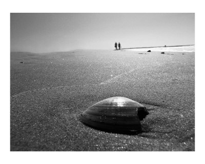 "Sea Shell" Photographic Print