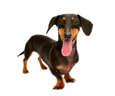 Dachshund Power Photographic Print Dachshund Power Photographic Print