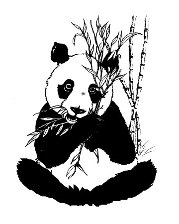 Panda Bear Giclee Print Panda Bear Giclee Print