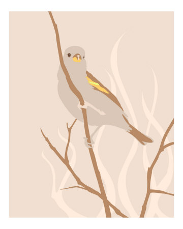 PERCH Photographic Print PERCH Photographic Print