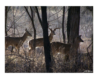 Dear Deer Photographic Print Dear Deer Photographic Print