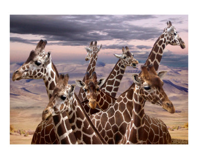 Giraffe Renioun Photographic Print Giraffe Renioun Photographic Print
