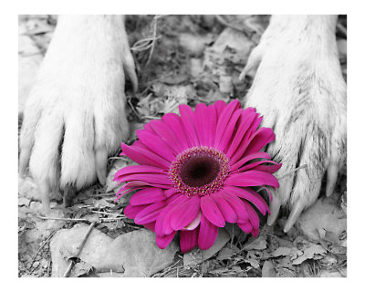 Flower PAWer Photographic Print Flower PAWer Photographic Print