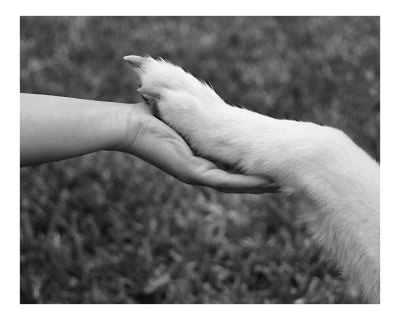Hand in Paw Photographic Print Hand in Paw Photographic Print