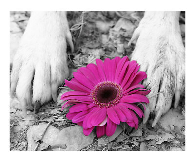 Flower PAWer Photographic Print Flower PAWer Photographic Print