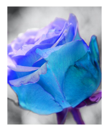 Turquoise Rose Photographic Print Turquoise Rose Photographic Print