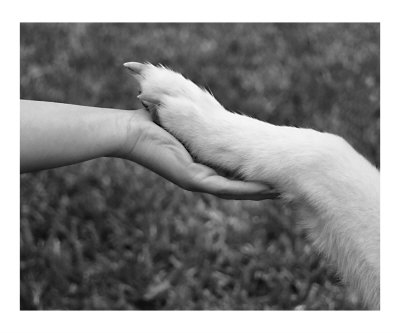 Hand in Paw Photographic Print Hand in Paw Photographic Print
