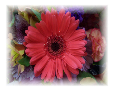 Gerber Daisy Photographic Print Gerber Daisy Photographic Print