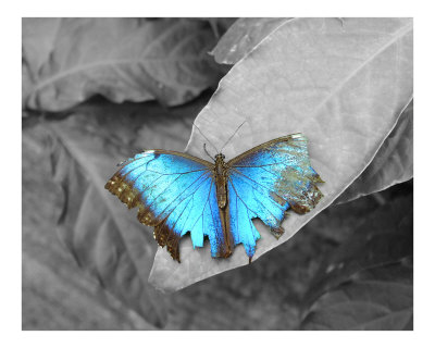 Broken Dream Photographic Print Broken Dream Photographic Print