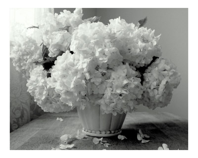 Springs snowballs! Photographic Print Springs snowballs! Photographic Print