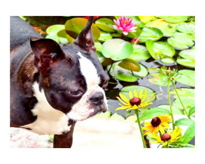 In the Garden Photographic Print In the Garden Photographic Print