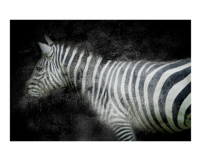 Zebra at Night Photographic Print Zebra at Night Photographic Print