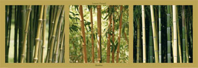 Bamboo Print Bamboo Print