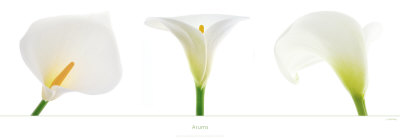 Arums Print Arums Print