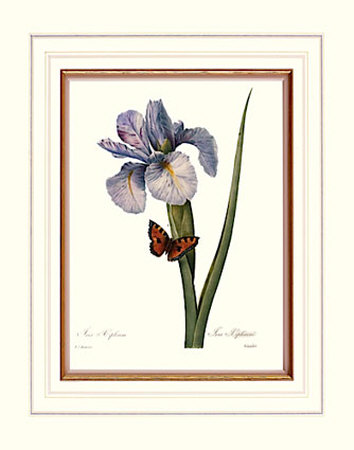 Iris Print Iris Print