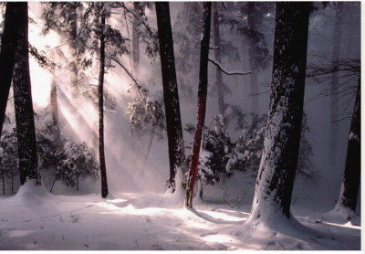 Winter Awakening Stretched Canvas Print Winter Awakening Stretched Canvas Print