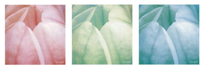 Tulip Trio Print Tulip Trio Print