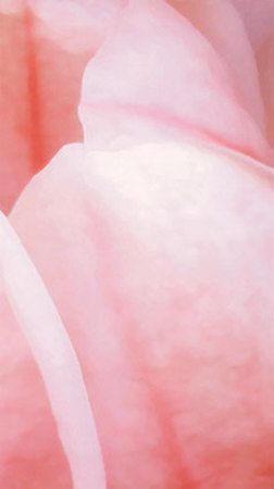 Pink Tulip II Print Pink Tulip II Print