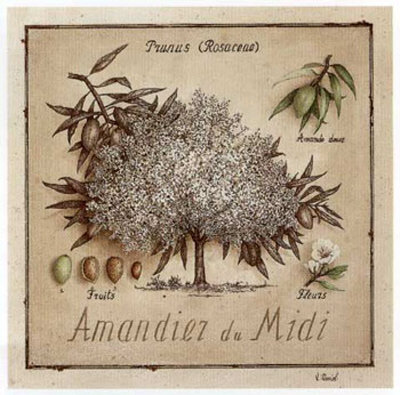 Amandier du Midi Print Amandier du Midi Print