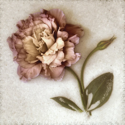 Sand Lisianthus Print Sand Lisianthus Print
