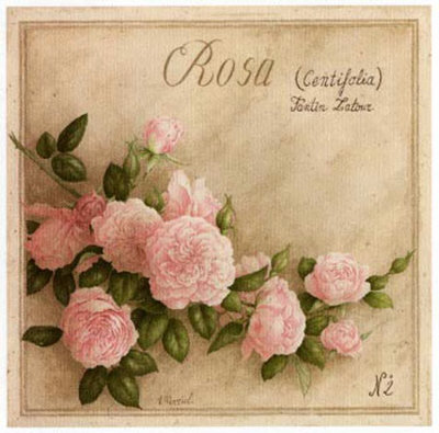 Rosa Centifolia Print Rosa Centifolia Print