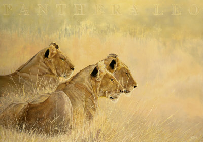 Panthera Leo Print Panthera Leo Print