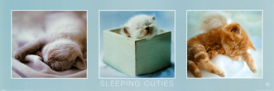 Sleeping Cuties Poster Sleeping Cuties Poster