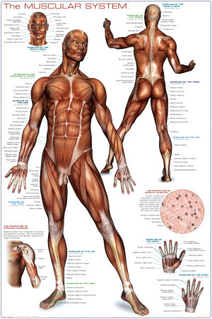 Muscular System Poster Muscular System Poster