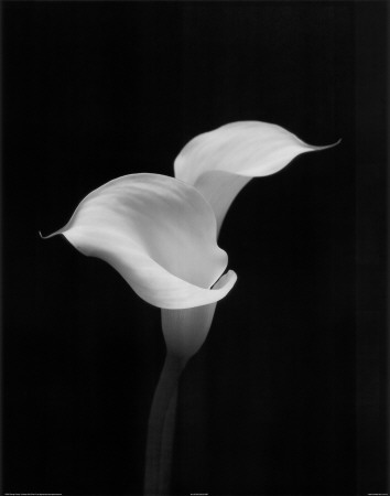 Calla Duet Print Calla Duet Print