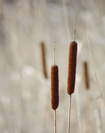 Cattails Print Cattails Print