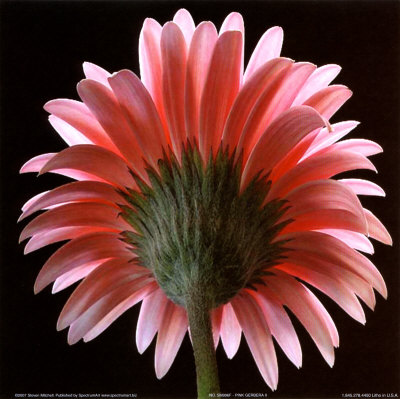 Pink Gerbera II Print Pink Gerbera II Print