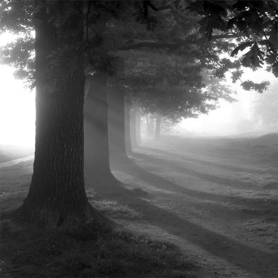 Misty Trees Print Misty Trees Print