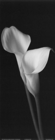 Calla Pair Print Calla Pair Print