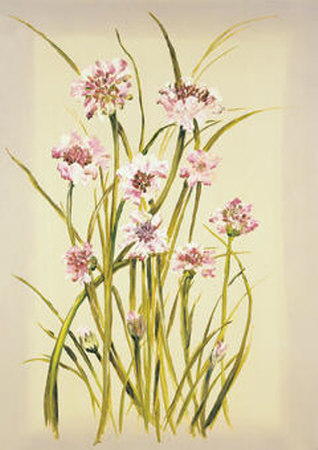 Flor Campestre I Print Flor Campestre I Print