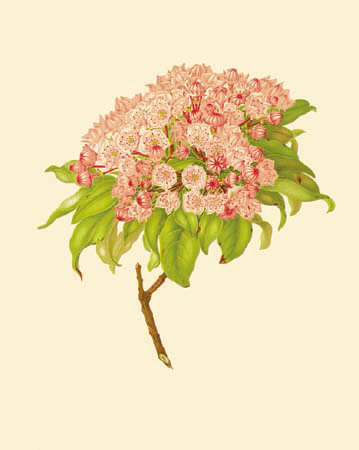 Kalmia Latifolia Print Kalmia Latifolia Print