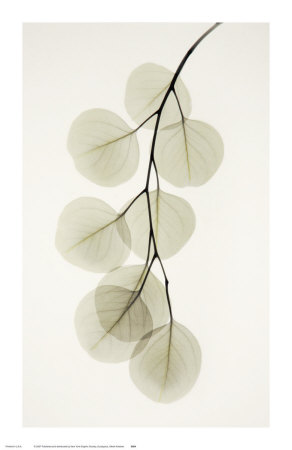 Eucalyptus Print Eucalyptus Print