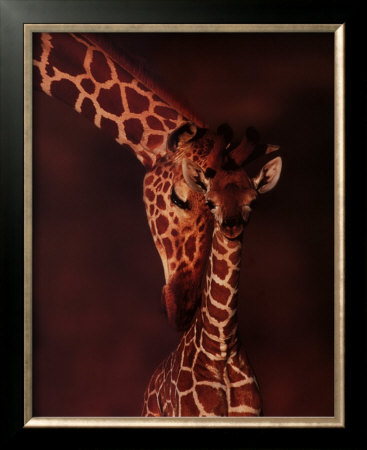 Giraffe Framed Print Giraffe Framed Print
