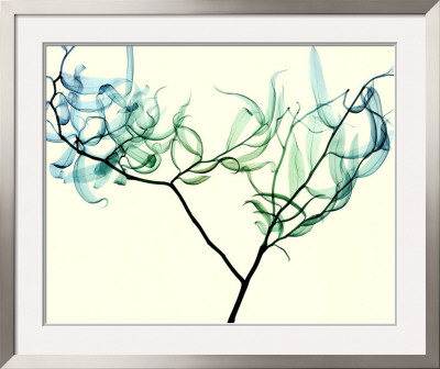 Willow Framed Print Willow Framed Print