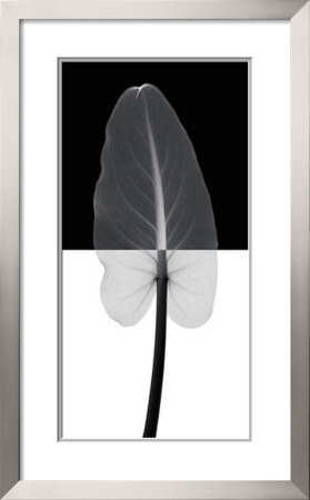 Calla Leaf I Framed Print Calla Leaf I Framed Print