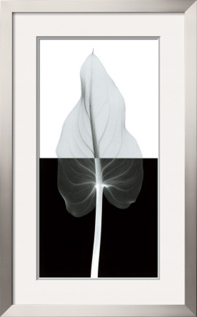 Calla Leaf II Framed Print Calla Leaf II Framed Print