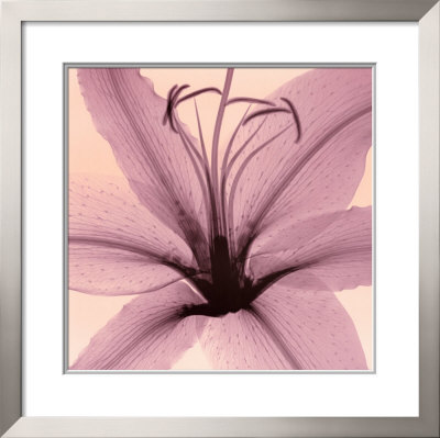 Lily Framed Print Lily Framed Print