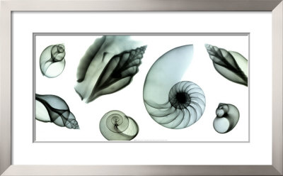 Shell Collection Framed Print Shell Collection Framed Print