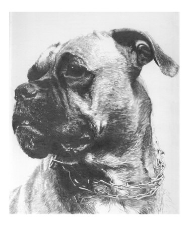 Boxer Giclee Print Boxer Giclee Print