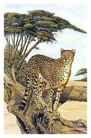 Cheetah Gazing Print Cheetah Gazing Print