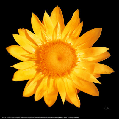 Strawflower Print Strawflower Print
