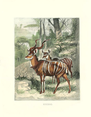 Koodoo Print Koodoo Print
