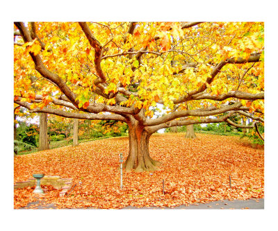 Autumn Foliage & Tree Giclee Print Autumn Foliage & Tree Giclee Print