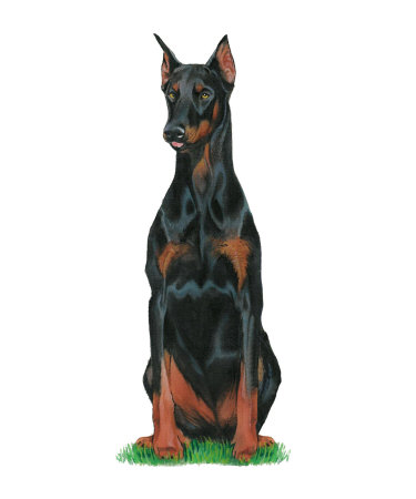 Doberman Pinscher Giclee Print Doberman Pinscher Giclee Print