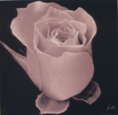 Rose Print Rose Print